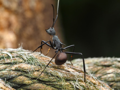 Polyrhachis abdominalis