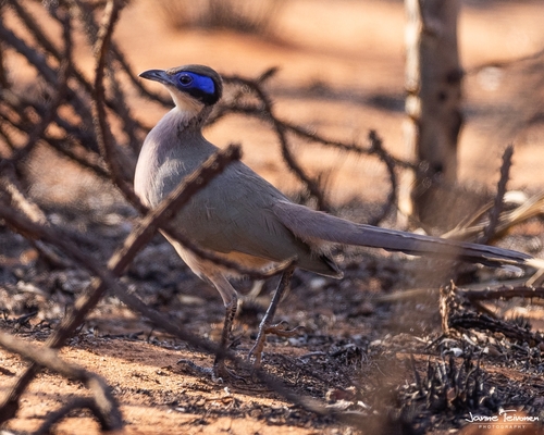 Olive-capped Coua (Coua olivaceiceps), photo 7