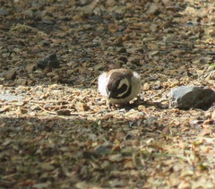 Passer melanurus melanurus