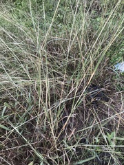 Dichanthium annulatum