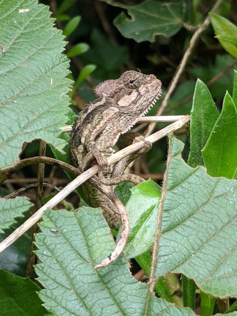 Helmeted Chameleon in July 2018 by N.R. Jenzen-Jones · iNaturalist