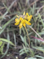 Listia heterophylla