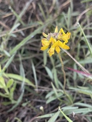 Listia heterophylla