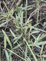 Listia heterophylla