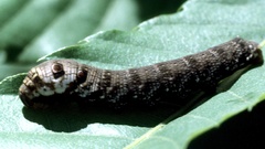 Deilephila porcellus