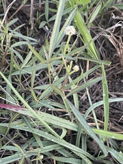 Listia heterophylla