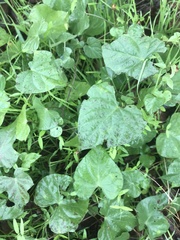 Ipomoea lacunosa