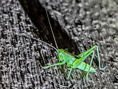 Conocephalus strictus