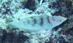 Coris batuensis