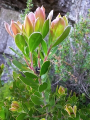 Leucadendron strobilinum