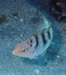 Coris batuensis