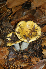 Russula ochroleuca