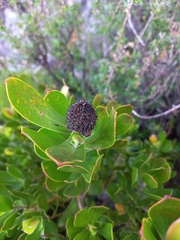 Leucadendron strobilinum