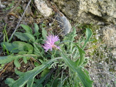 Centaurea pullata