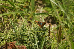 Junonia evarete