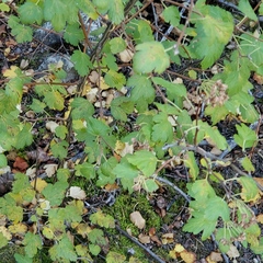Physocarpus