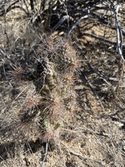 Cylindropuntia fulgida