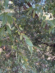 Quercus parvula
