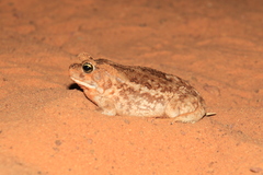 Sclerophrys xeros