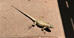 Tropidurus catalanensis