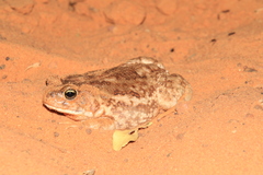 Sclerophrys xeros