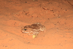 Sclerophrys xeros