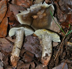 Tricholoma saponaceum