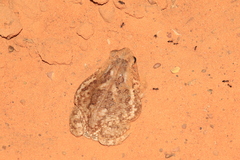 Sclerophrys xeros