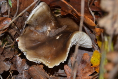Tricholoma saponaceum