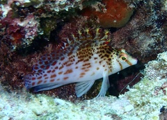 Cirrhitichthys falco