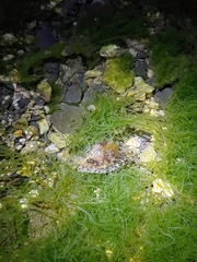 Stylocheilus striatus