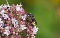Macropis europaea