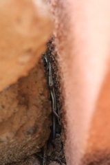 Trachylepis quinquetaeniata