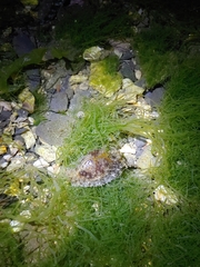 Stylocheilus striatus