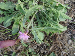 Centaurea pullata