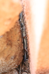 Trachylepis quinquetaeniata