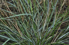 Eragrostis papposa