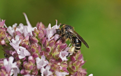 Macropis europaea