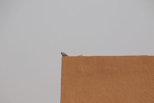 Speckled Pigeon