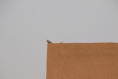 Columba guinea