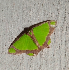 Agathia laetata