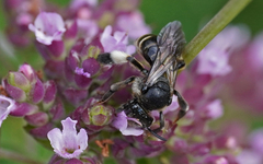 Macropis europaea