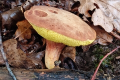Xerocomus ferrugineus