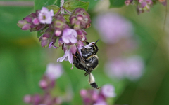 Macropis europaea