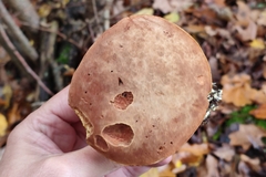 Xerocomus ferrugineus