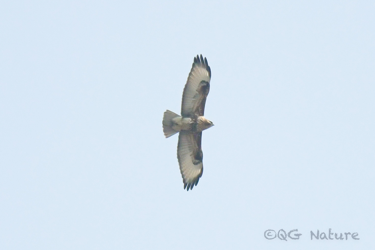 Eastern Buzzard