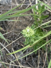 Agathisanthemum bojeri