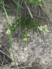 Agathisanthemum bojeri