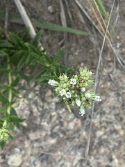 Agathisanthemum bojeri