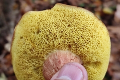 Xerocomus ferrugineus